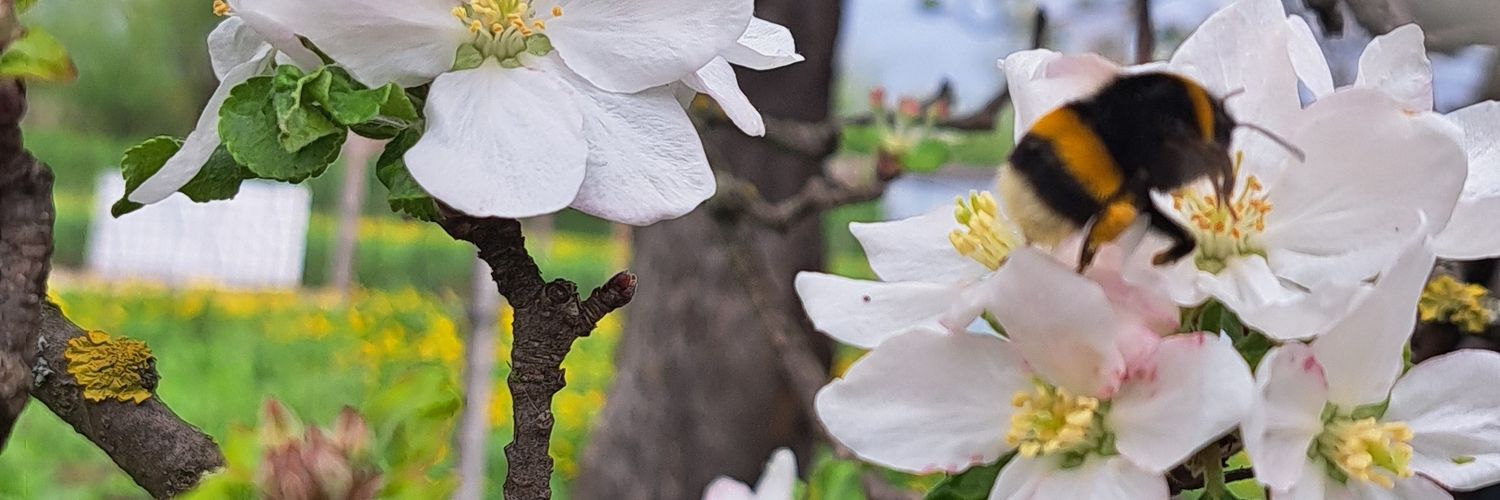 elerusu's profile banner image