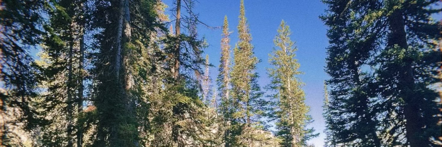 Stella Bennett banner