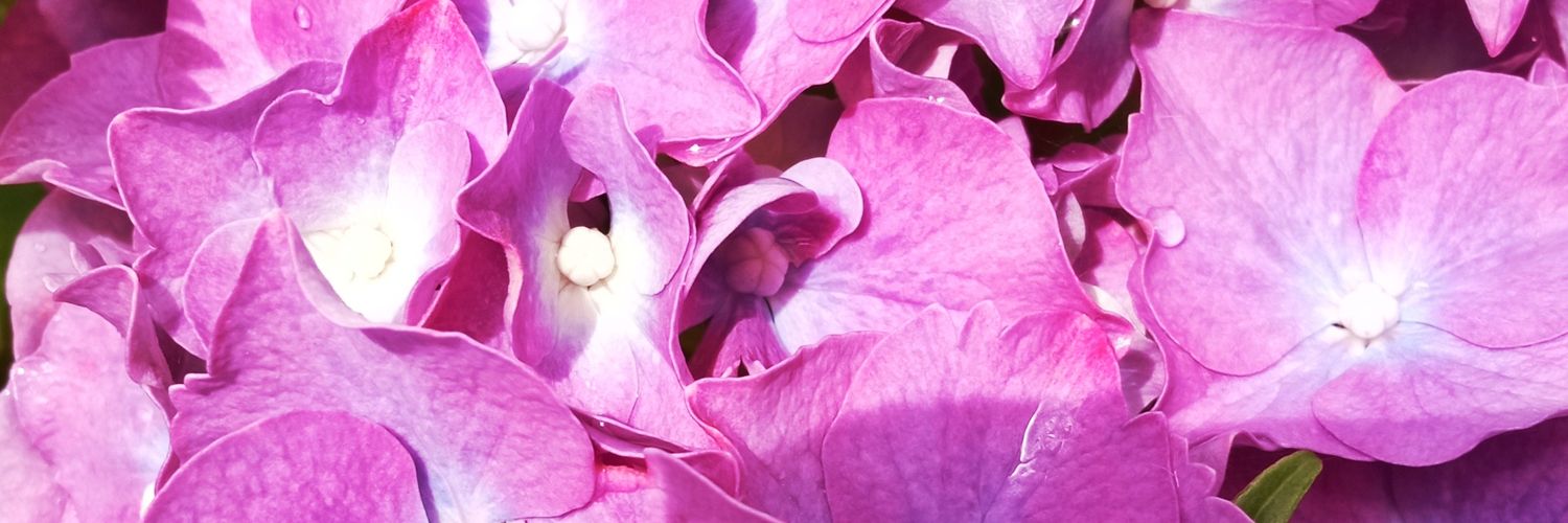 ocalito33's profile banner image