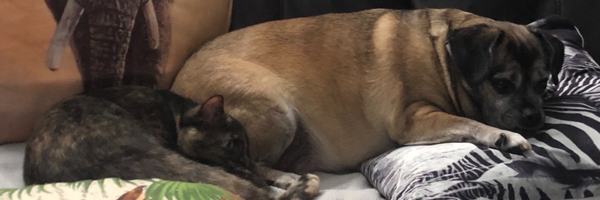 mjmelis's profile banner image