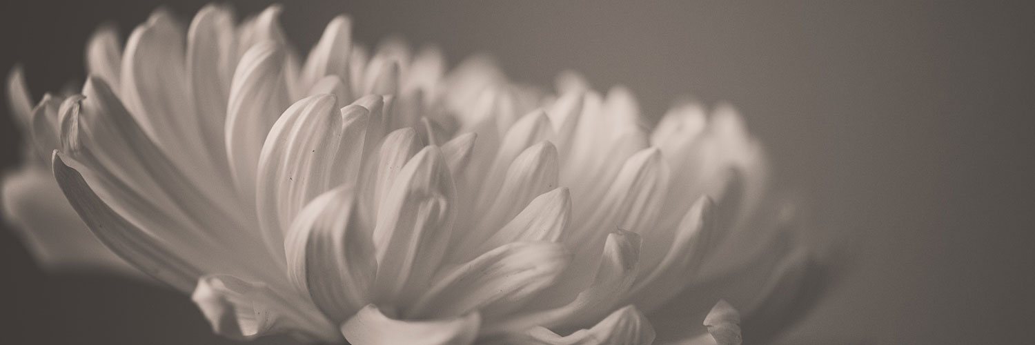 vannyAng's profile banner image