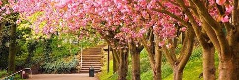 ♔ COMING SOON ♔ banner