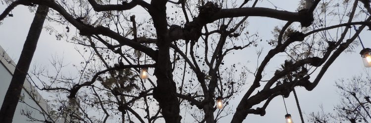 miranda_mobley's profile banner image