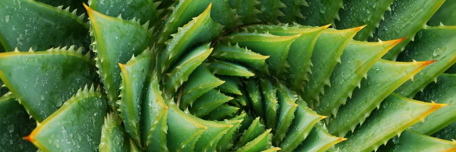 UtopiaBorderPatrol banner