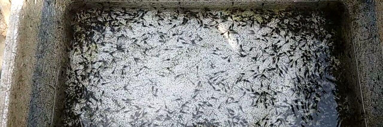 Historia Signature banner