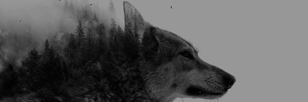 EmreZDAL's profile banner image