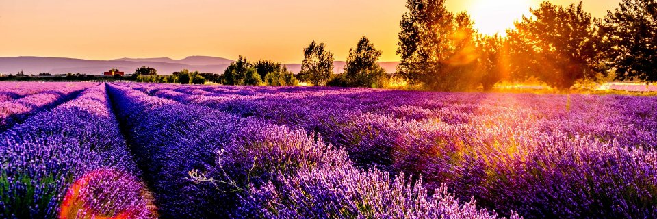 caroliveirasp's profile banner image