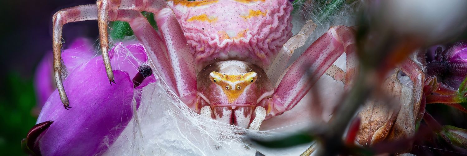 Luke D Chambers banner