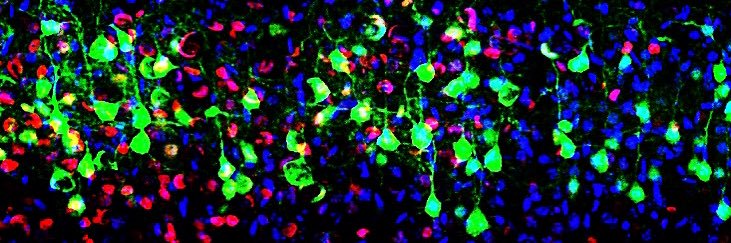 Dr. Sadie Bennison banner