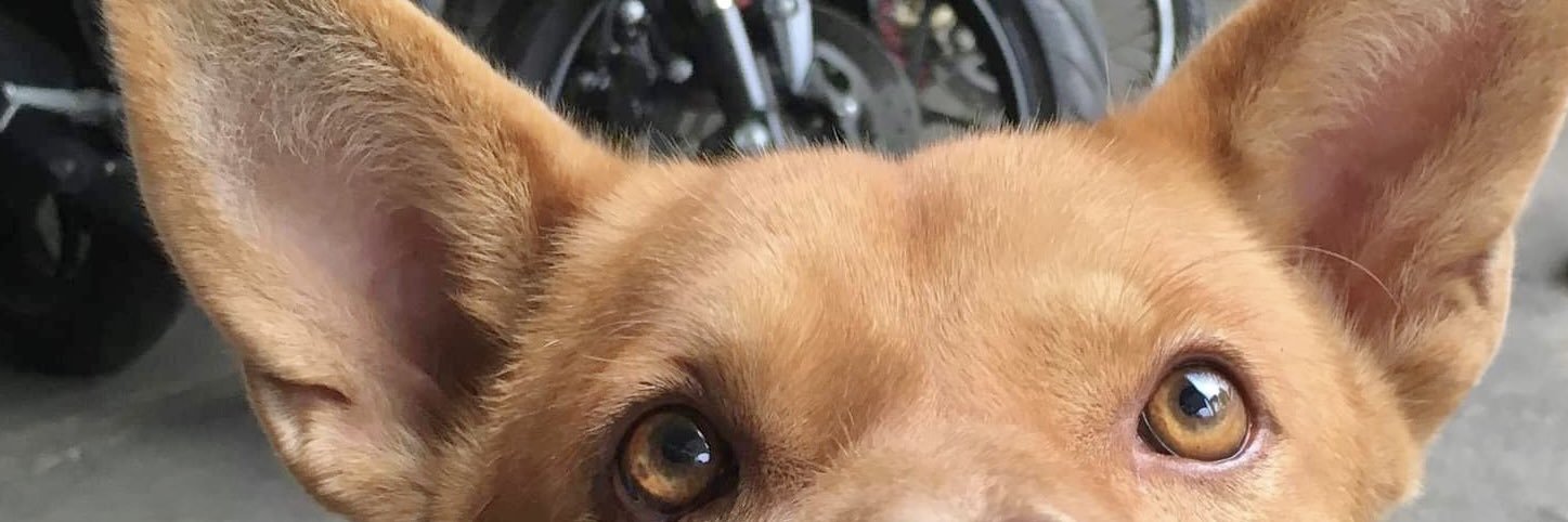 NNⱯ✩☼☽ banner