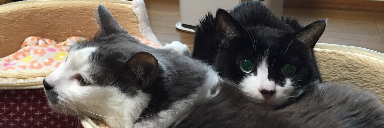 ばん@点猫🐈‍⬛ banner