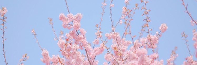palmpalmmm's profile banner image