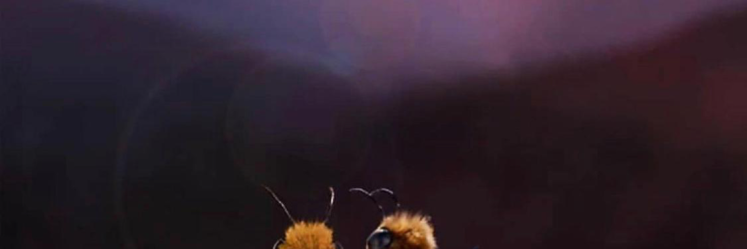 Biiinnee's profile banner image