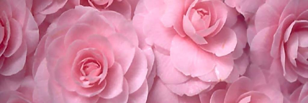 Pujiarrr's profile banner image