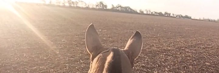 Rodriicoronel98's profile banner image