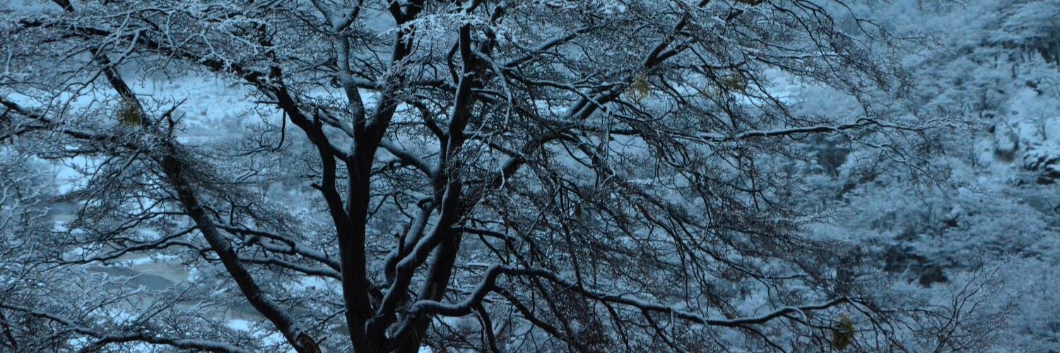 torvikar's profile banner image