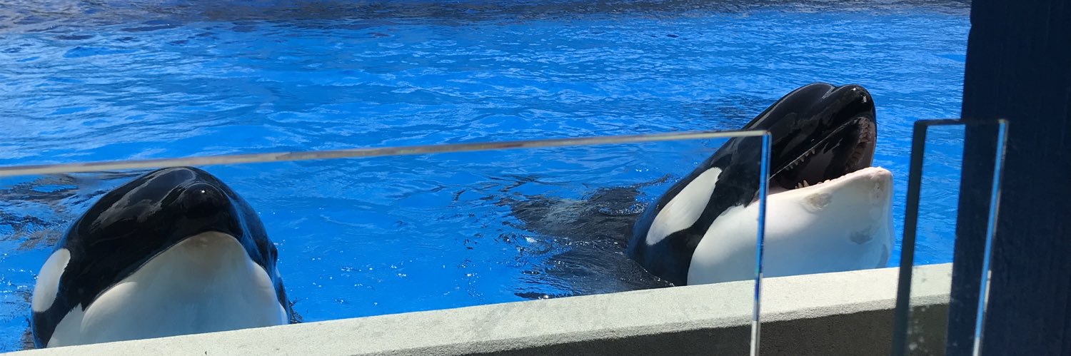 Joe Schmoe of the New England Schmoes banner