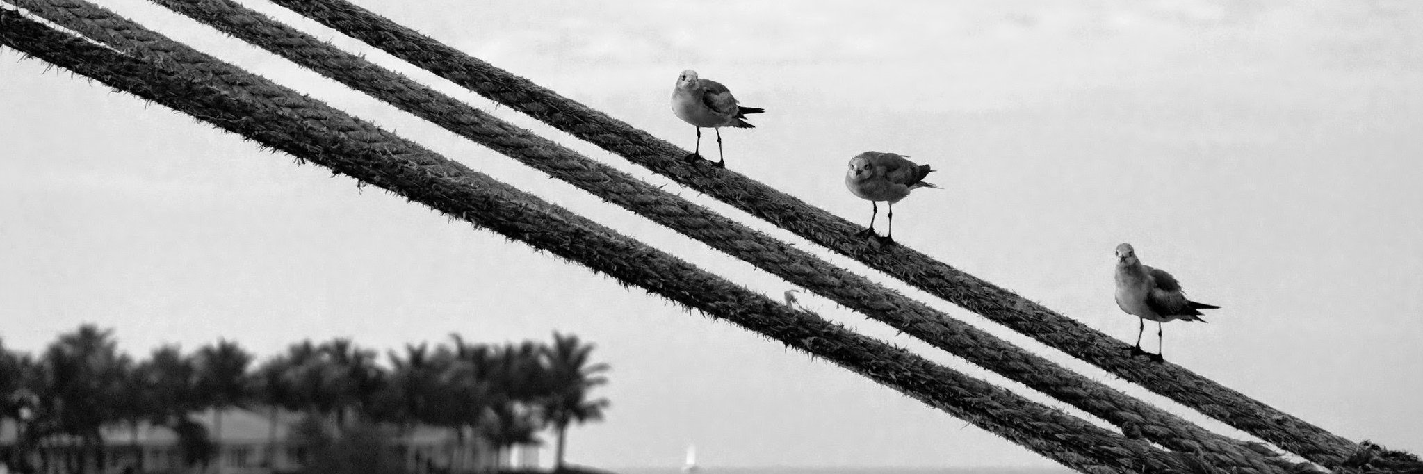 bryna bevis bischoff banner