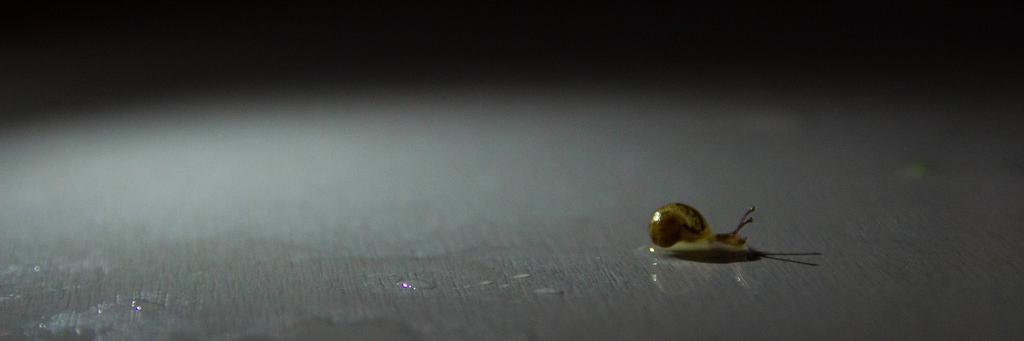 umbobabo's profile banner image