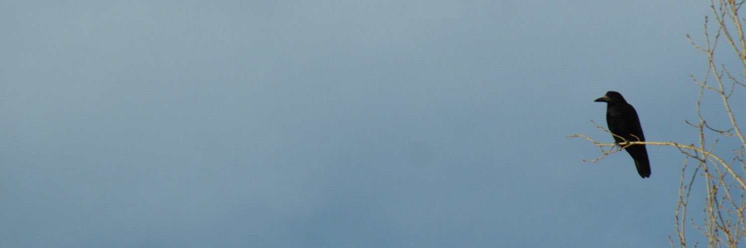 موسیو banner