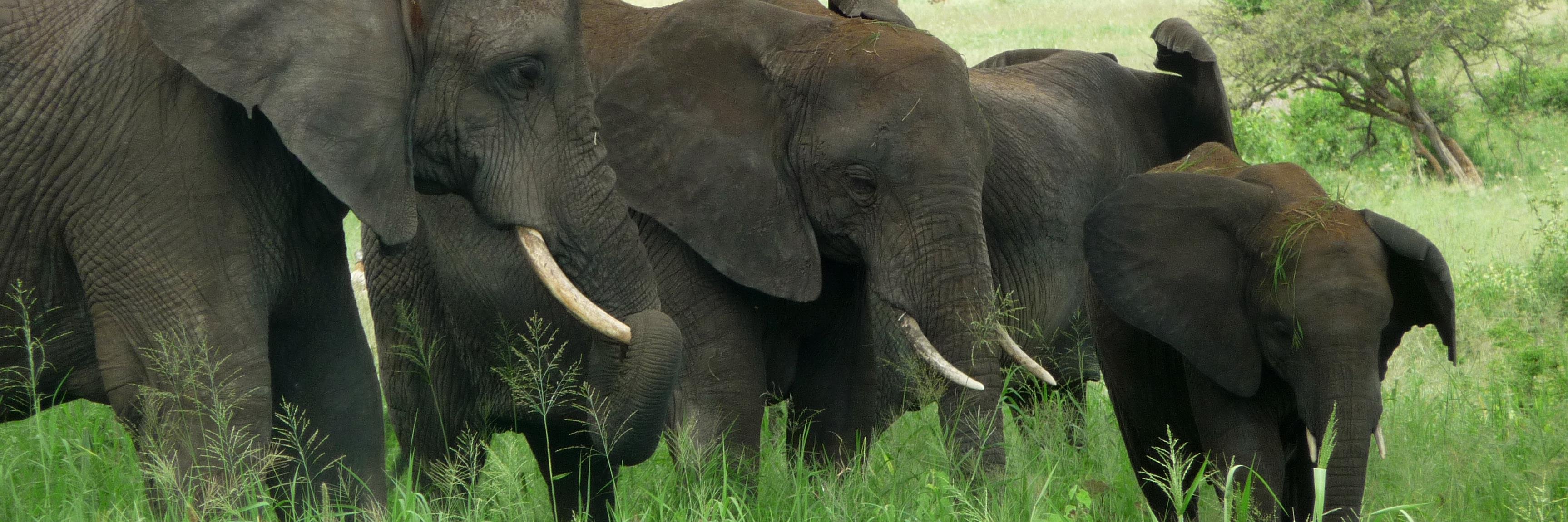 TourTanzania's profile banner image