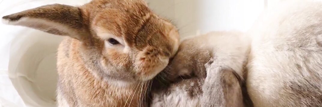 Bunny_Diary's profile banner image