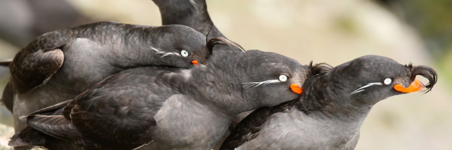 Aukk🇮🇪 🫡 banner