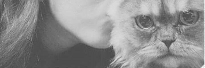 Mernaeldalil's profile banner image