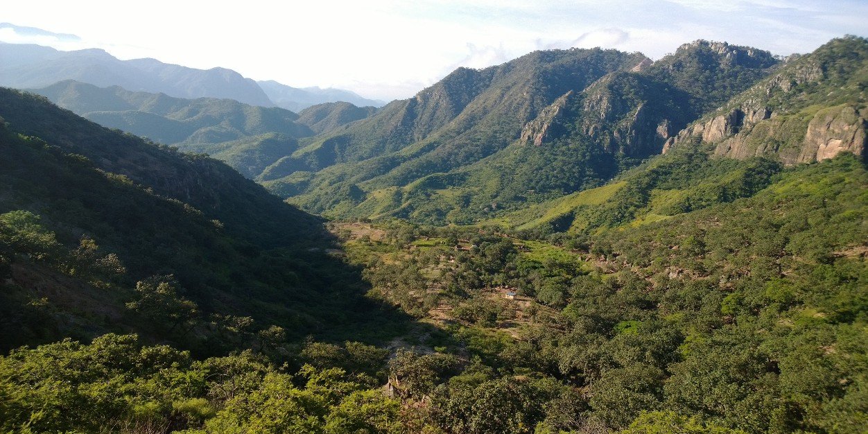 max schiaffino banner