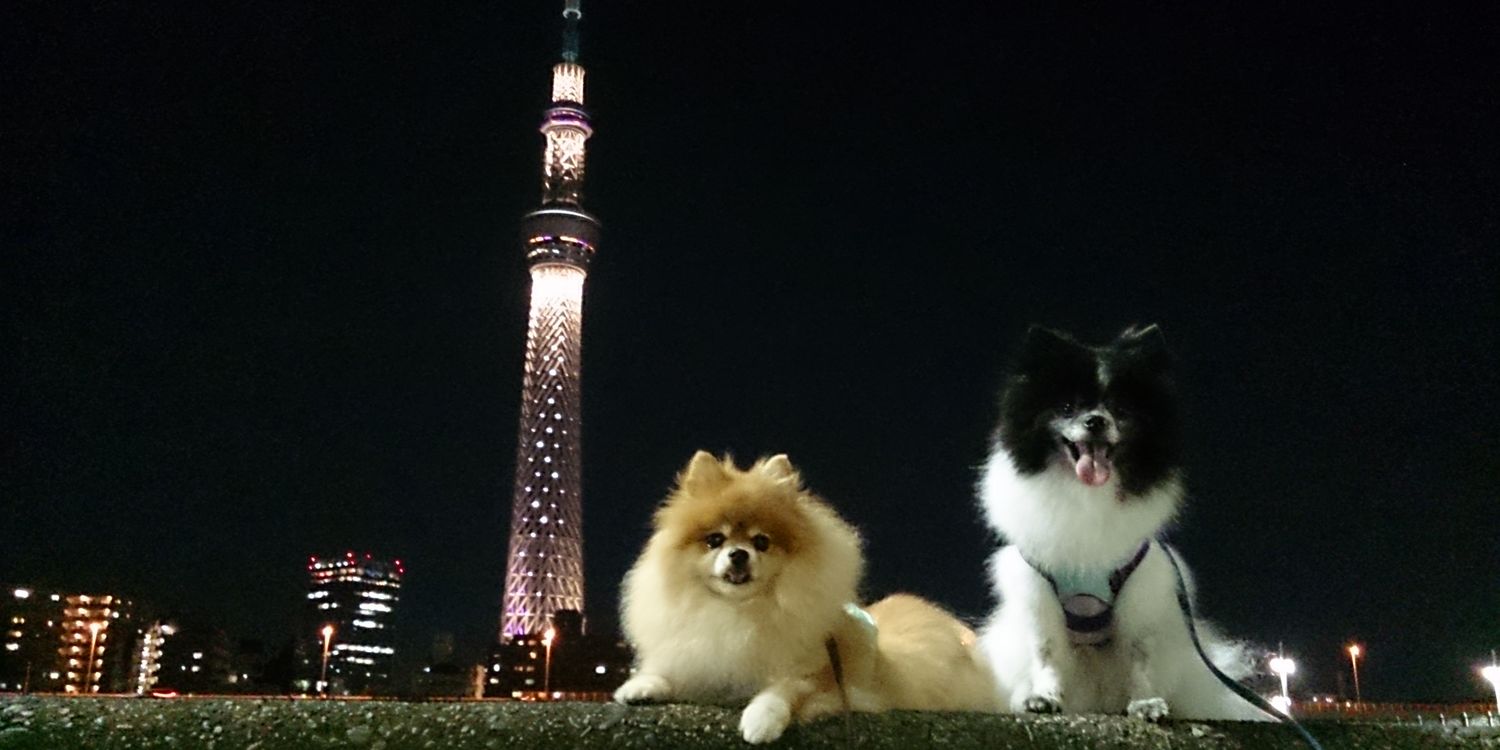 yo_0203pon's profile banner image