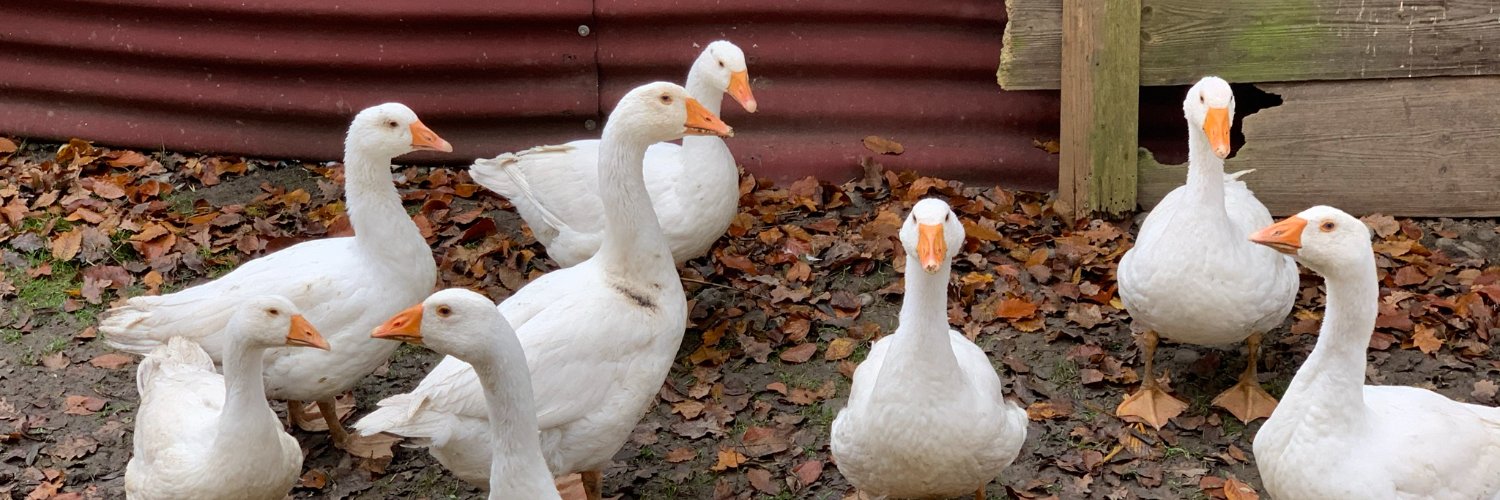 Andreas Pfau 🦤 banner