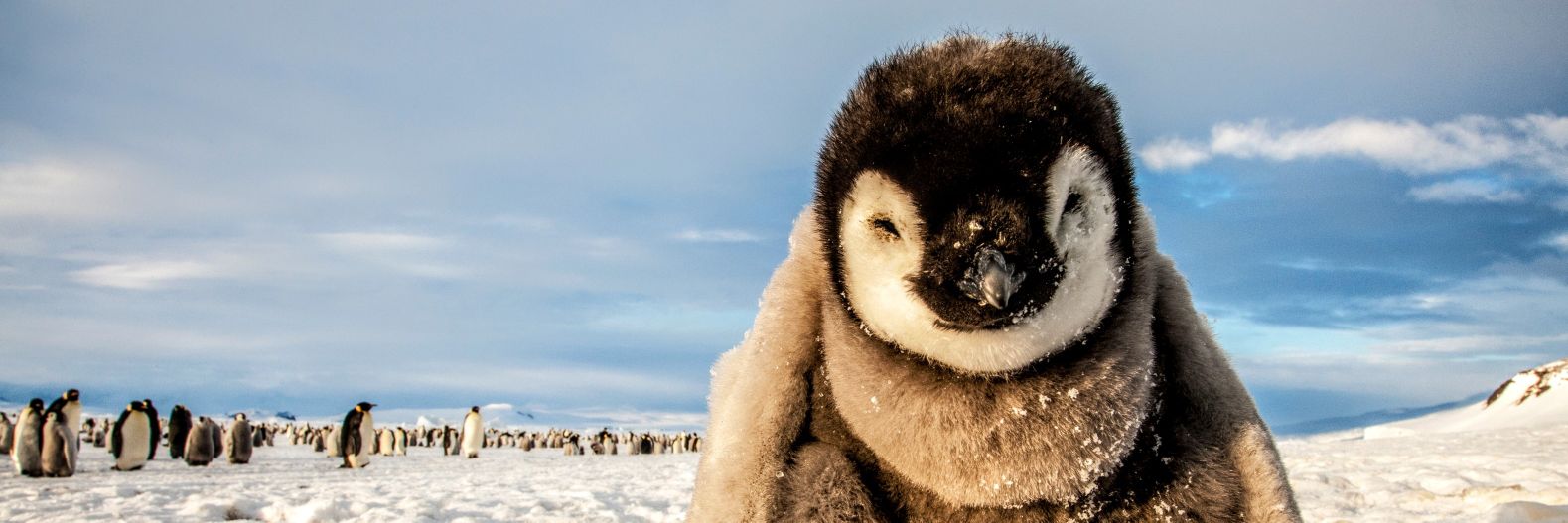 Jair Andrés Moreno banner