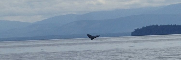 crburrows's profile banner image