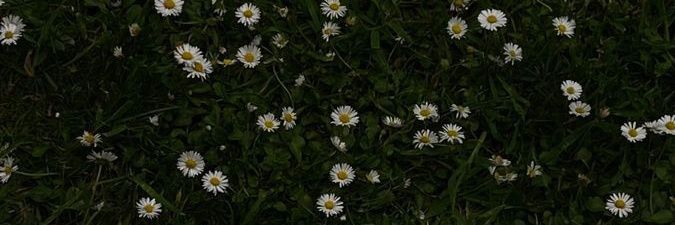 fannymrska's profile banner image