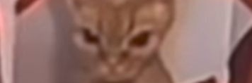 zchenl3's profile banner image
