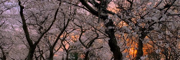 sara_estep_ Profile Banner