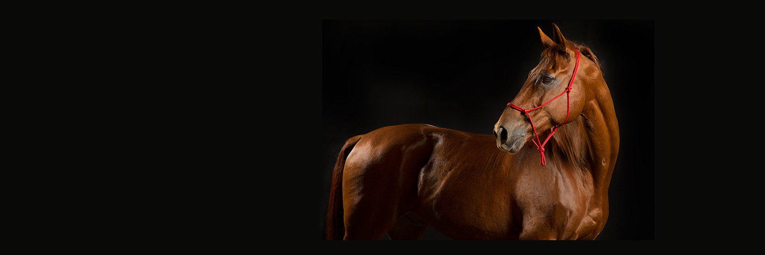 beaumontphotog's profile banner image