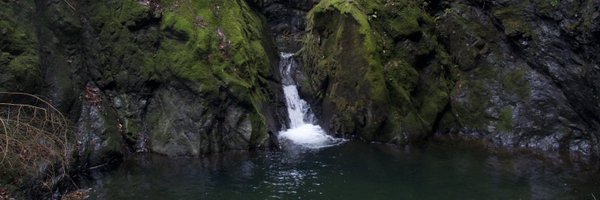 ose_tweety Profile Banner