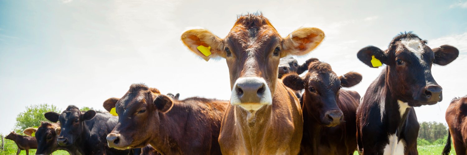 DairyPro's profile banner image