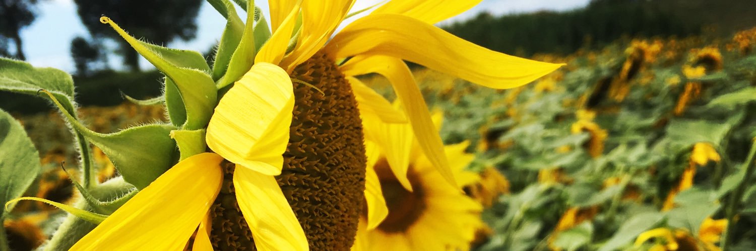 HannyDurkstra's profile banner image