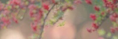 cherry_suzi_'s profile banner image