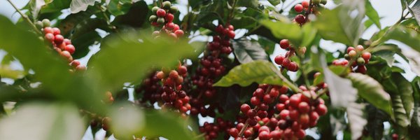 Vervecoffee Profile Banner