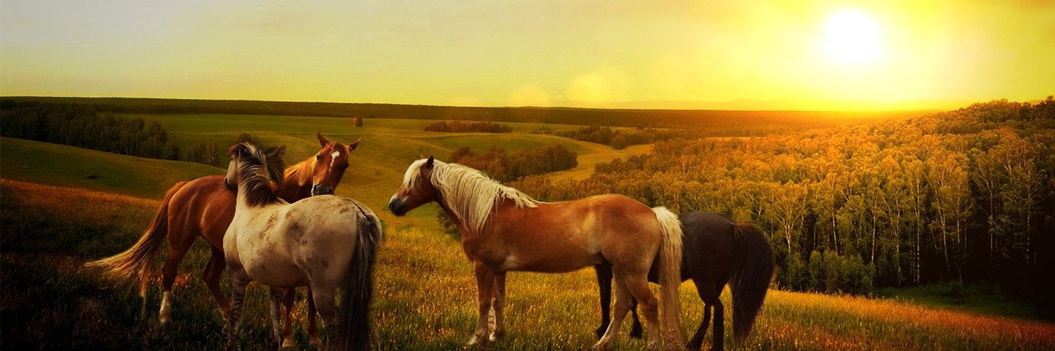 cowboy_doc's profile banner image