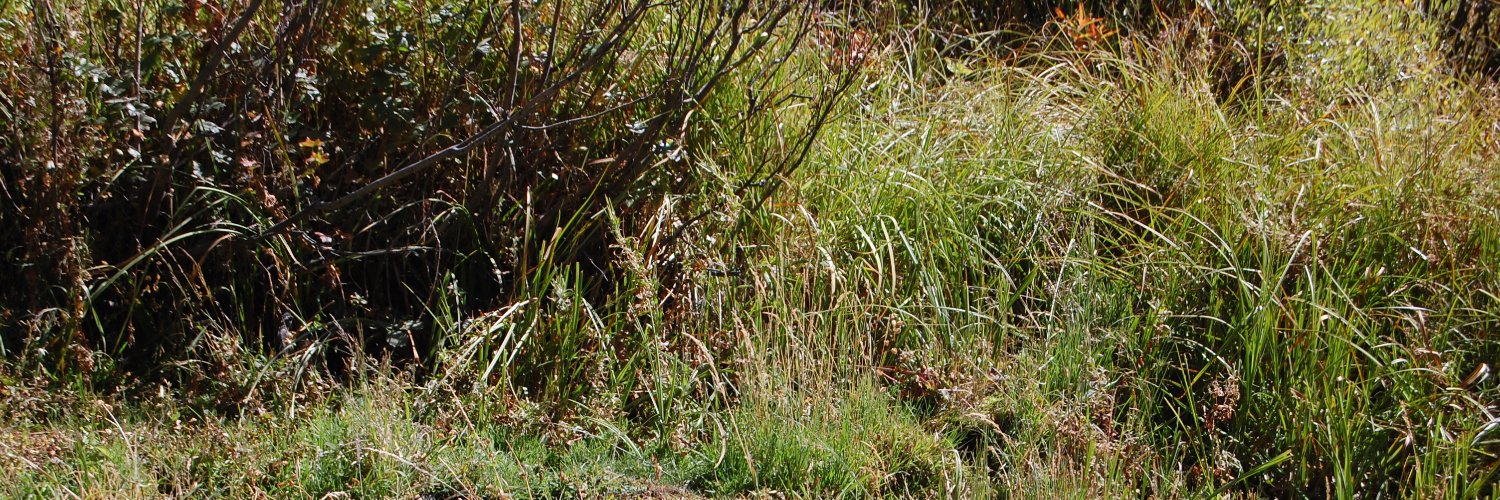 Matt Hamilton banner