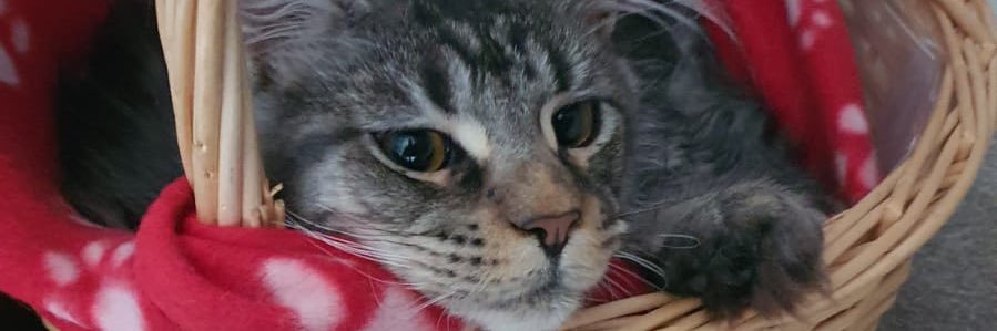 fitleysmrs's profile banner image