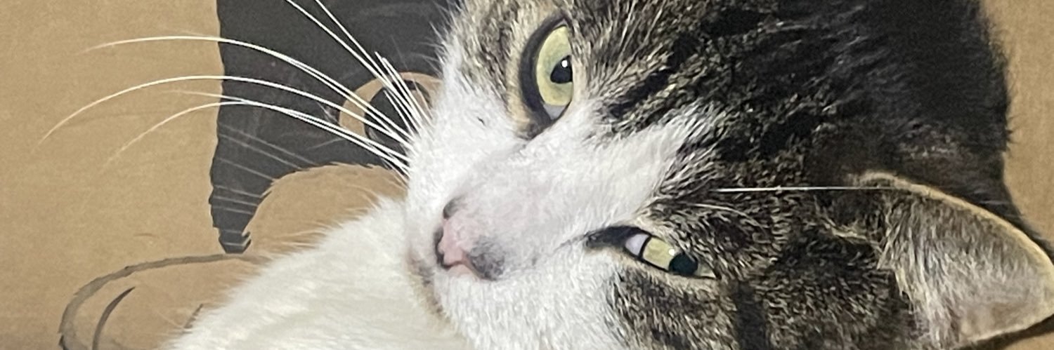 ashcbash's profile banner image