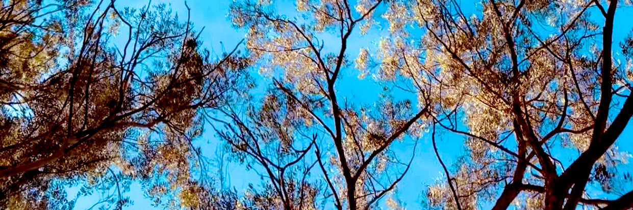 Mariedecustodio's profile banner image