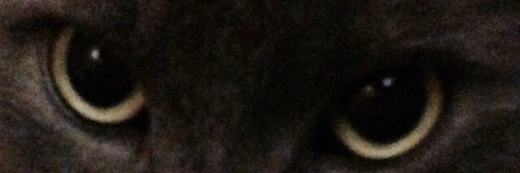 queenofdissstr's profile banner image