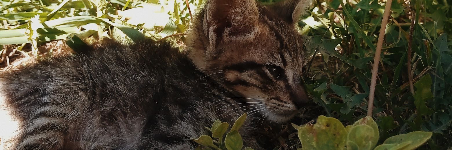 Ssofialuna's profile banner image