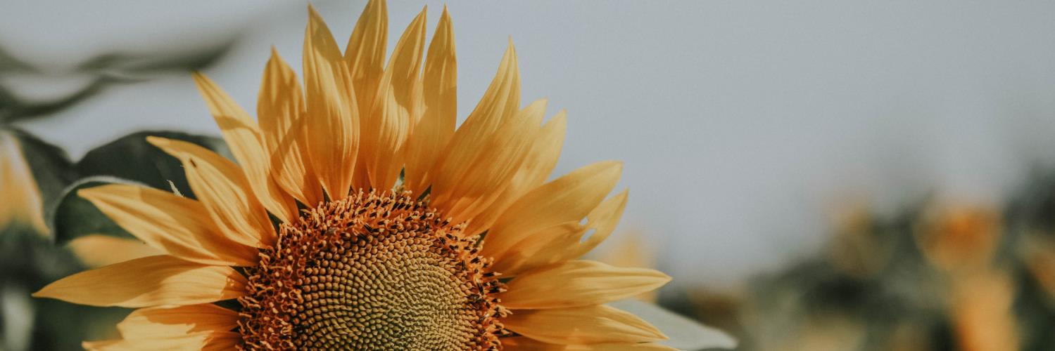 emadram's profile banner image